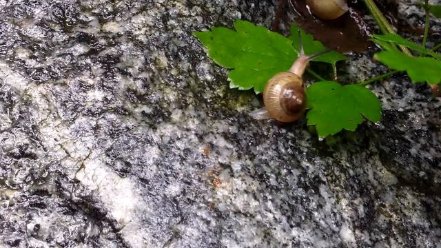 Snail / Samsung HMX-W200 смотреть онлайн