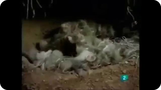 Самые Удивительные Диких Животных Нападает На Мангуста Против Кобры Змея Атаки смотреть онлайн