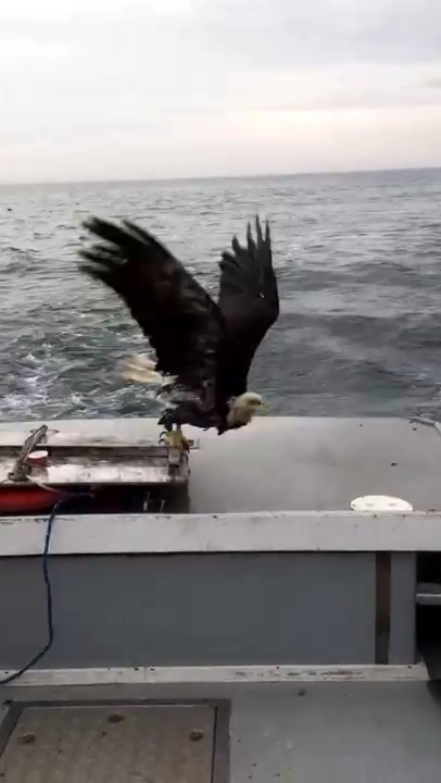 Водоплавающий орел смотреть онлайн