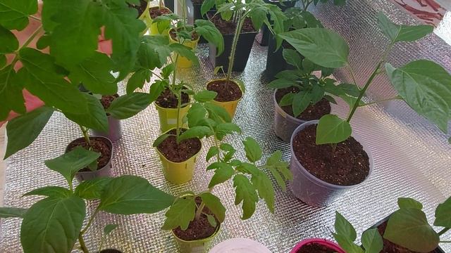 Очередной полив и подкормка! смотреть онлайн