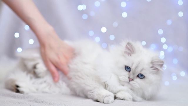 Чистокровная британская девочка