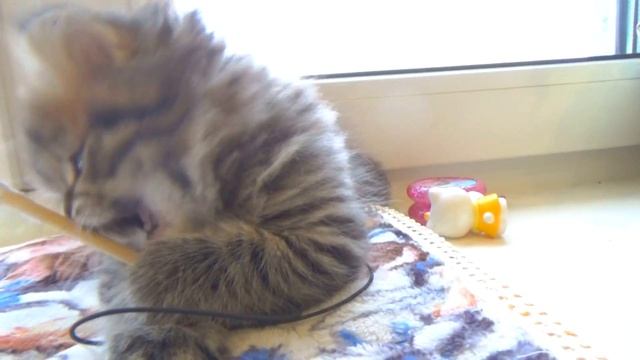 322. Сколько стоят шотландские котята? Резервирование котят. смотреть онлайн