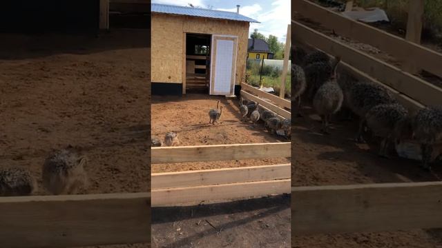 Выращиваю страусов на даче смотреть онлайн