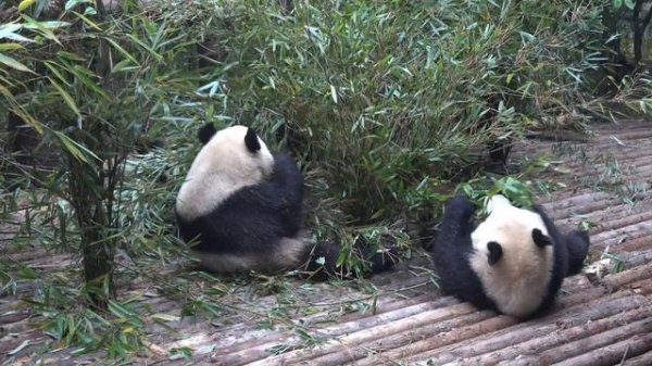 Giant Panda Breeding Center, Chengdu, China  [Amazing Places 4K]