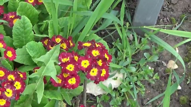 ДАЧА.МАЙ.Что цветёт.Что Уже сделали.ОТВЕТЫ НА Вопросы.Актинидия,Ежевика,Клематис,Магония,Пион.и.т.д смотреть онлайн