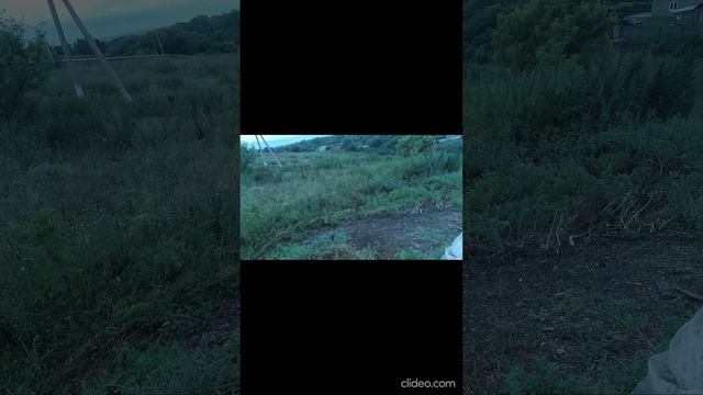 Купила дом. У калитки свалка.