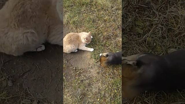 борьба.Кто круче:Коты или маленькая собака смотреть онлайн