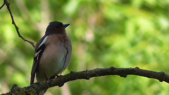 Как поет зяблик? Голос, пение зяблика весной. Звуки природы. смотреть онлайн