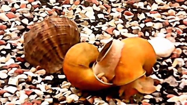 Ампулярия (спаривание)