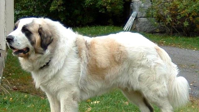 Самые большие породы собак в мире смотреть онлайн