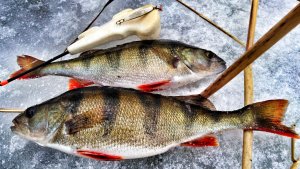 Зимняя блесна. Обучение. 4 серия. Ловля на малых озерах.