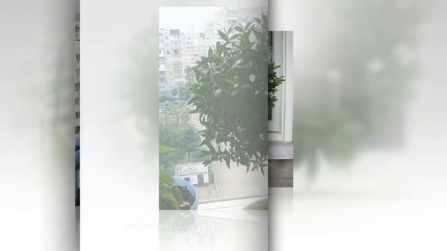 ЛУЧШИЕ растения для ХОЛОДНОЙ СЕВЕРНОЙ комнаты смотреть онлайн