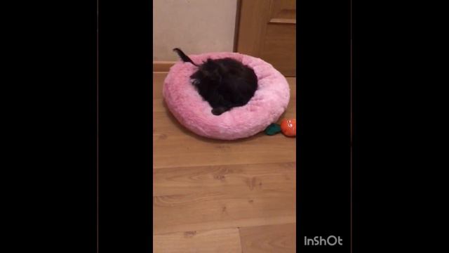 йоркширский терьер цветная девочка шоколадная продажа цена 24000 смотреть онлайн