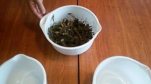 Заготовка листьев брусники. Для долгожителей!