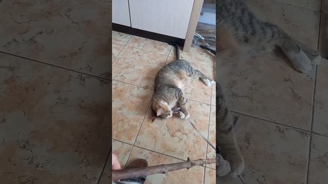 История одной кошки, Матильда, 17- ый день как нашла её в парке с новорождённым котёнком! смотреть онлайн