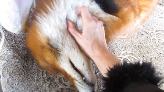 Альф лис огневка. Милота зашкаливает смотреть онлайн