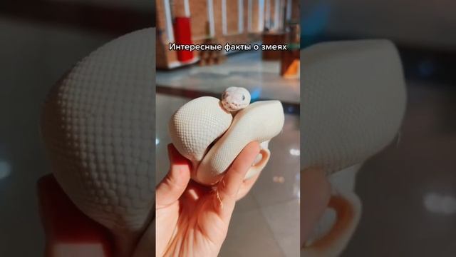 Ну разве не прелесть? Его зовут Снежок ❄️ #питон #змея #королевскийпитон #ballpython #snake смотреть онлайн