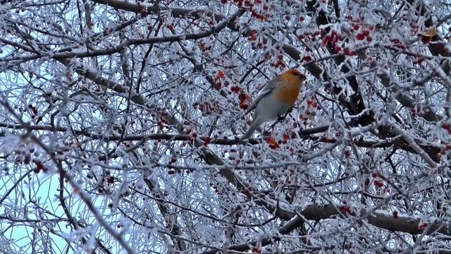 24 Декабря Никонов День смотреть онлайн