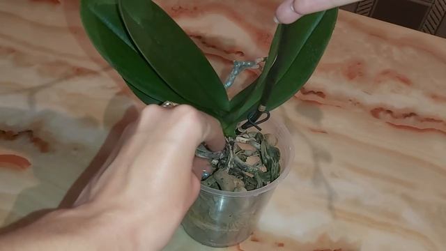 Посадка орхидеи Flirtation бабочка?