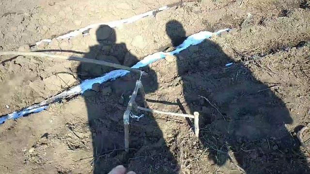 Как поймать фазана? Простой ловушкой легко! Поймал фазана. смотреть онлайн