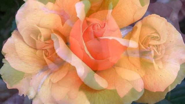 Ernesto Cortazar. A New Day With Roses