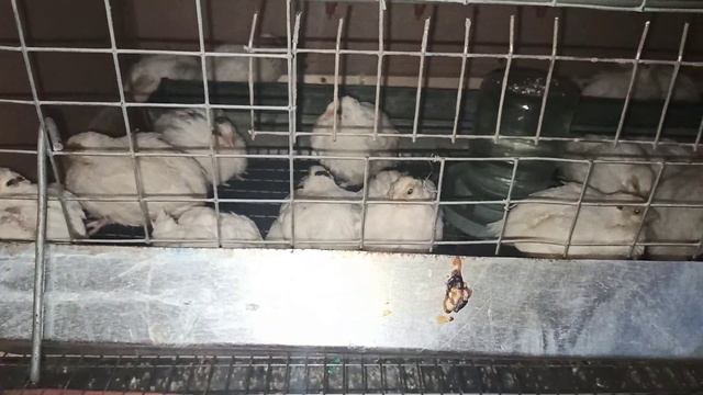 #перепелки#домашняяптица Перепёлки Часть 1. Птички подросли им 2 недели смотреть онлайн