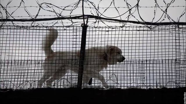 Почему заключеные принимают Ислам смотреть онлайн