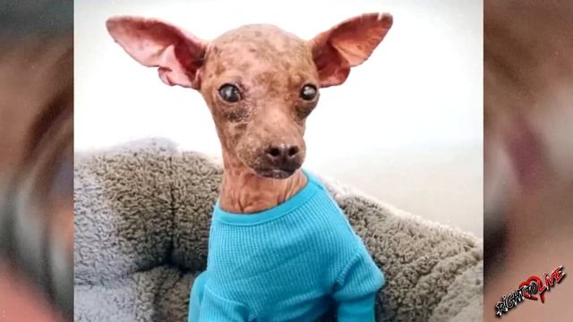 Больную малышку хозяева бросили умирать на морозе! Она тряслась от страха и холода! смотреть онлайн