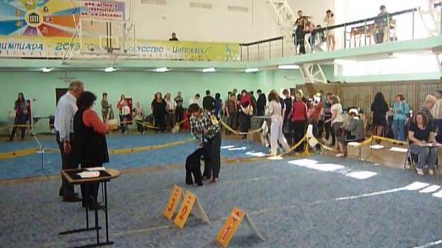 Чемпион РКФ (18.09.2011, Новосибирск) - керри, юниор смотреть онлайн