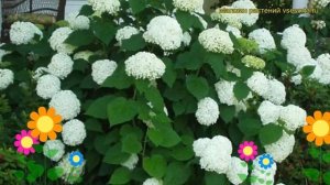 Гортензия древовидная Баунти. Краткий обзор, описание характеристик hydrangea arborescens Bounty