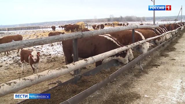 Регион сохраняет благополучие по инфекционным болезням животных смотреть онлайн