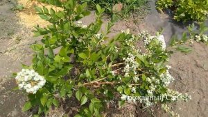 Сорта Голубики. Сравнение