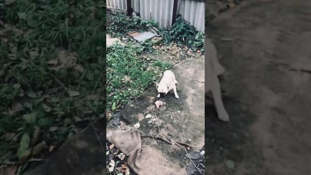 Почувствуй забор ,на грани чужого двора ? смотреть онлайн