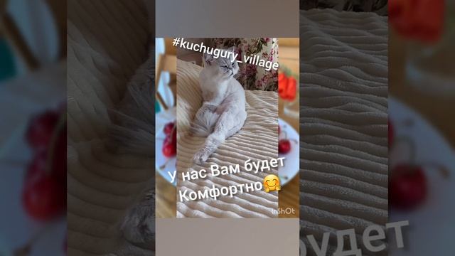 Котик в kuchugury_village смотреть онлайн