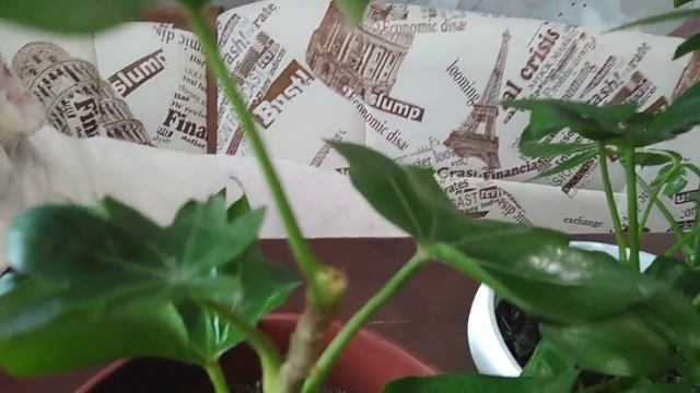 Эксперимент № 4 Шеффлера против фатсии. Выращивание растений семейства Аралиевые. День 135 смотреть онлайн