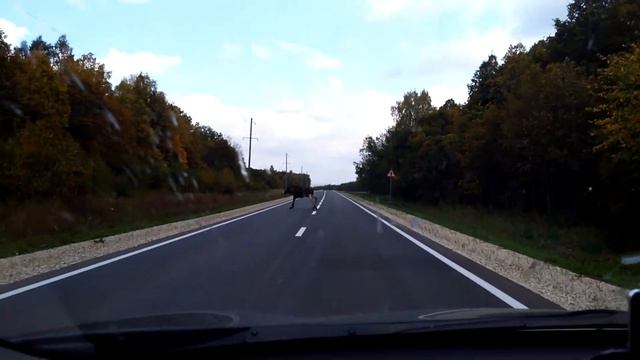 Лось выбежал на дорогу в районе между Муслюмово и Амикеево