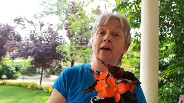 I'CONIA BEGONIA UPRIGHT FIRE смотреть онлайн