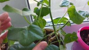 ЧЕРЕНКОВАНИЕ  ПЛЮЩЕЛИСТНОЙ ПЕЛАРГОНИИ В ВОДЕ ?