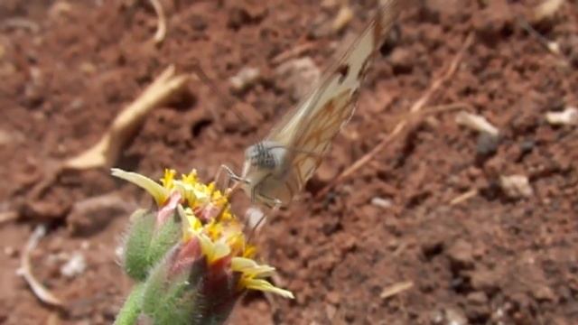 Передозировка удобрений. Чем опасна. Как определить. Что делать смотреть онлайн