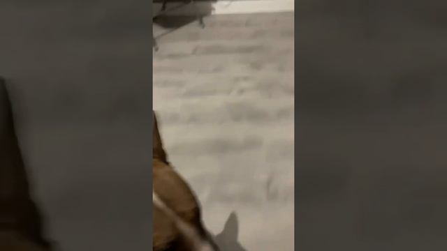 Мини Булик Akki просит поиграть с ним смотреть онлайн