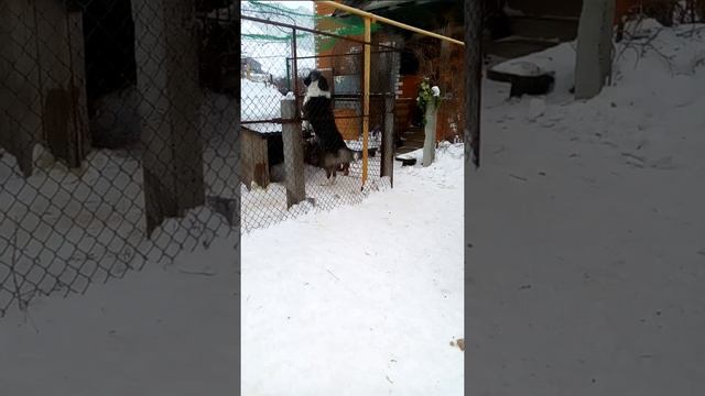 Выходи подлый трус !!!! смотреть онлайн