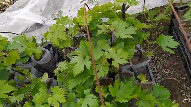 Шок! Вимерзло 50% виноградника. Обзор балаганов с виноградом и клубникой. смотреть онлайн