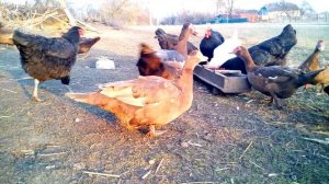 Мускусные утки тяжелой линии Критерии выбора Сельская жизнь