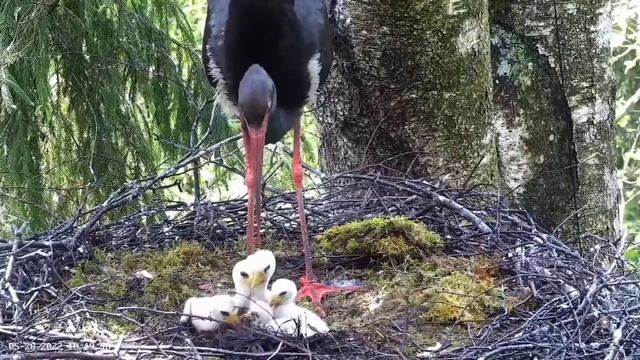 Must-toonekurg2 | Jaanika feeding six baby storks | May 28, 22 | 16.17 смотреть онлайн