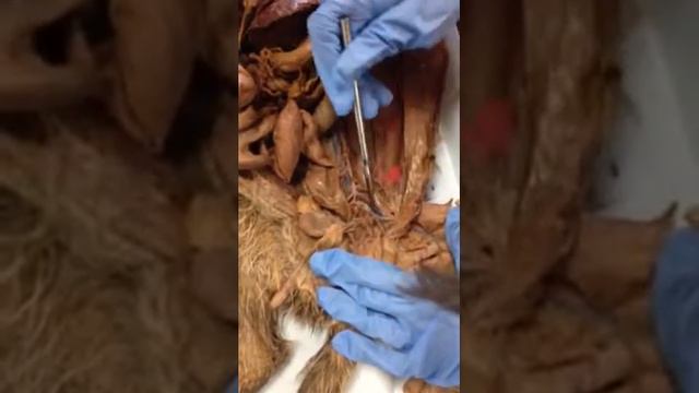 The cat anatomy 4 смотреть онлайн