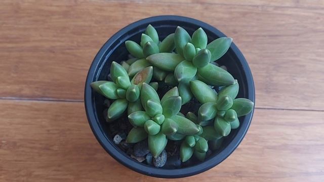 PACHYPHYTUM COMPACTUM?/Suculenta Gordita/Suculenta Diamante ?/Suculentas De Sol/Suculenta Verde???