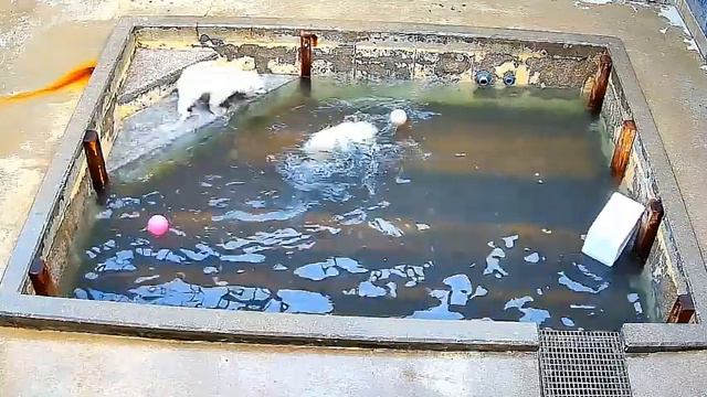 Медвежата забавляются ,у каждого свой мяч#Toledo Zoo(запись до падения в бассейн) смотреть онлайн