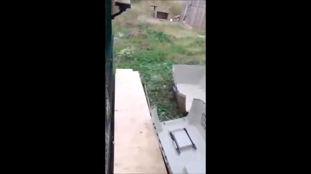 ДЛК ДРАЗНЯТ РЫСЕЙ / неожиданное пополнение амурские лесные котята смотреть онлайн