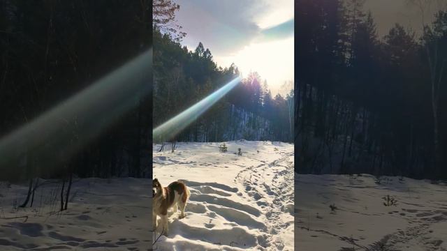 гуляем по лесу #рек #красота #зима #2024 #хочуврек #лайк смотреть онлайн