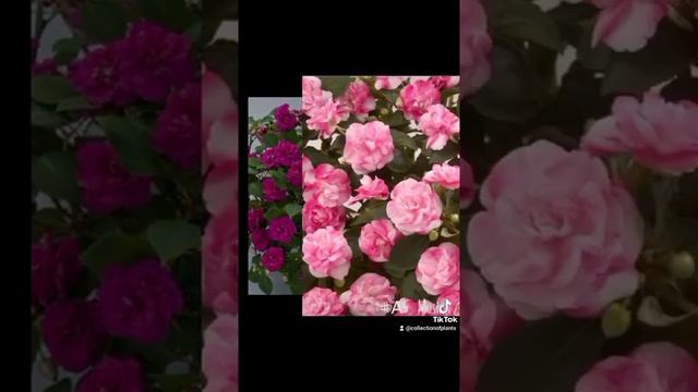 ВЕГЕТАТИВНЫЕ РАСТЕНИЯ / Бальзамин Уоллера в Ассортименте.